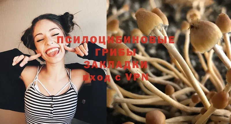 Псилоцибиновые грибы Psilocybe  купить   Курчалой 